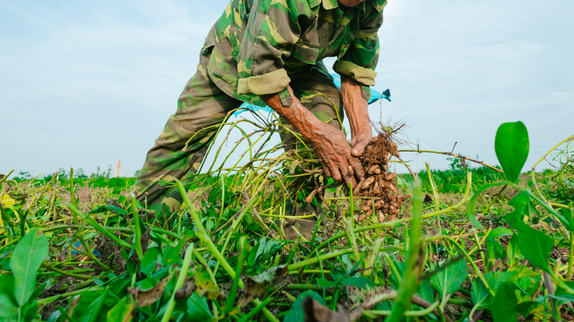 Soja, milho e algodão reforçam o protagonismo do Brasil no comércio agrícola, aponta Aldo Vendramin.