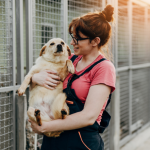 História de cachorro sem adoção emociona e reforça debate sobre abandono animal