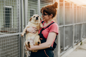 História de cachorro sem adoção emociona e reforça debate sobre abandono animal