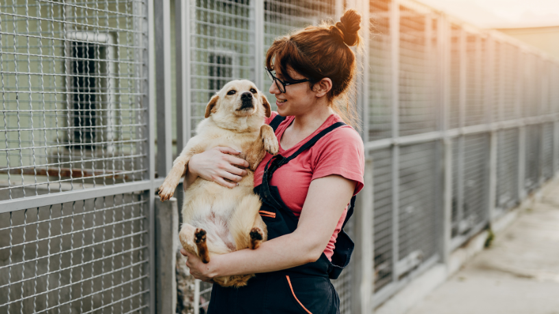 História de cachorro sem adoção emociona e reforça debate sobre abandono animal