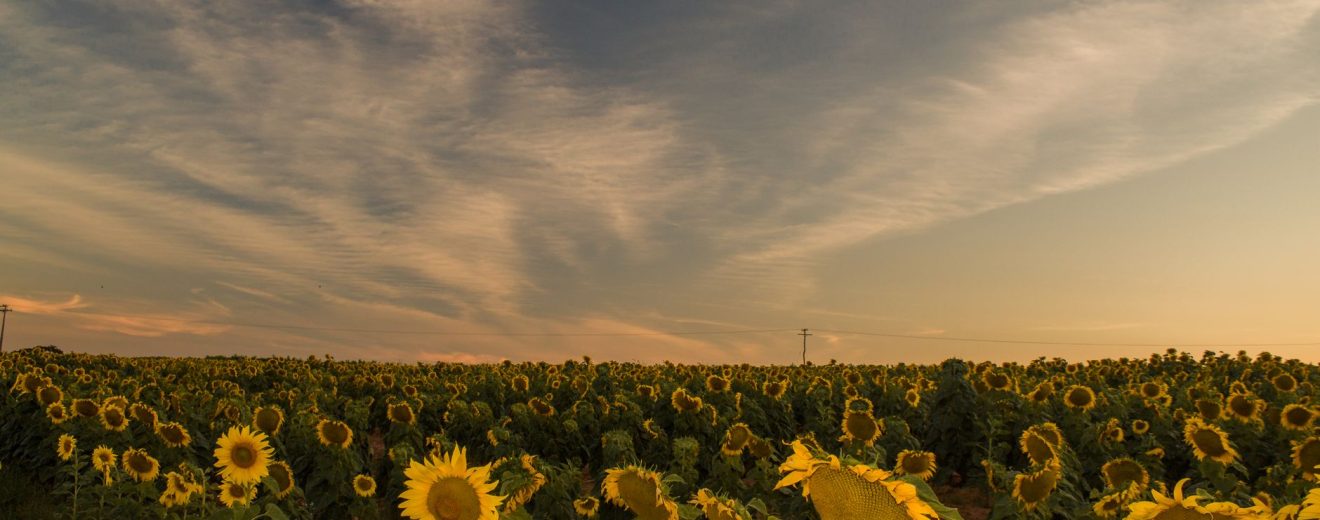 Vasta plantação de girassóis iluminada pela luz do pôr do sol.