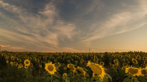 Vasta plantação de girassóis iluminada pela luz do pôr do sol.