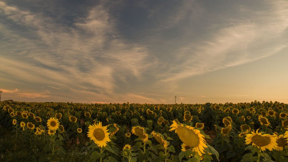 Vasta plantação de girassóis iluminada pela luz do pôr do sol.