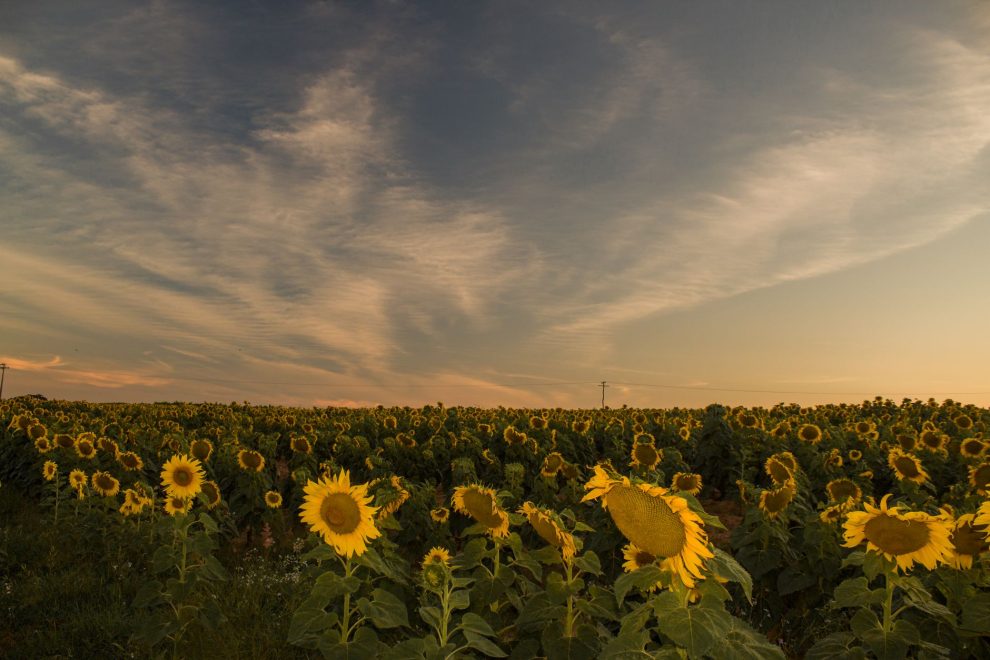 Vasta plantação de girassóis iluminada pela luz do pôr do sol.