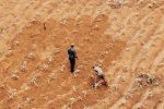 Dois agricultores trabalham em uma área seca e de vegetação escassa.