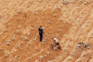 Dois agricultores trabalham em uma área seca e de vegetação escassa.