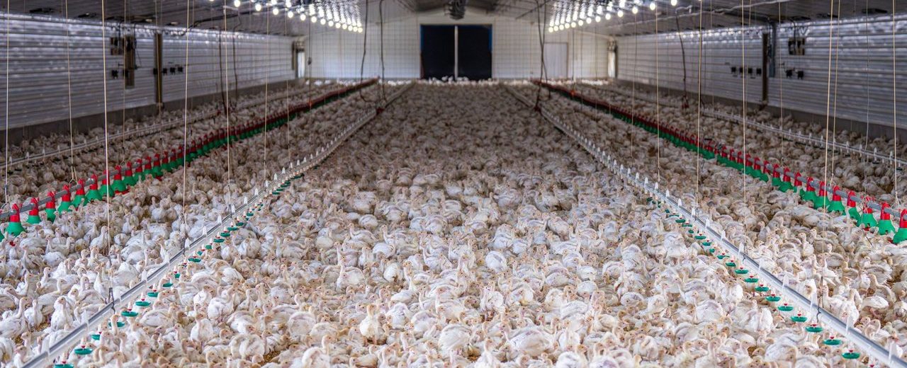 Grande grupo de aves em uma instalação avícola moderna