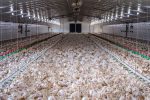 Grande grupo de aves em uma instalação avícola moderna