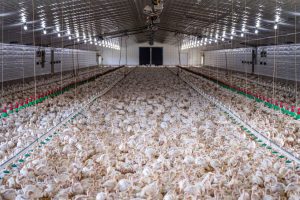 Grande lote de frangos em uma instalação moderna de criação avícola.