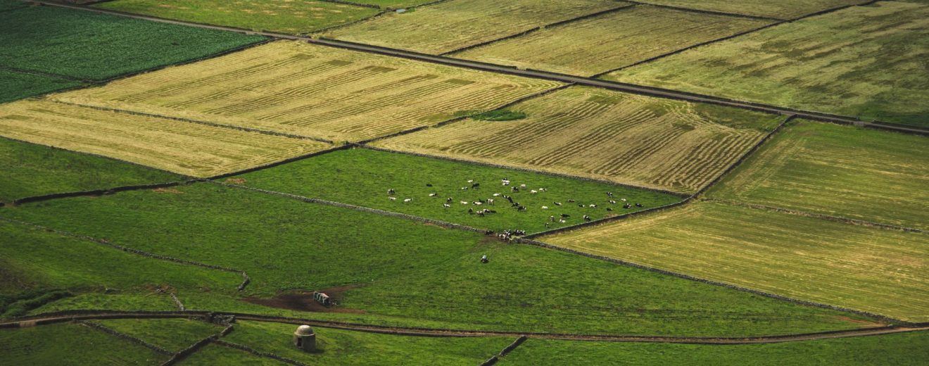 Vista aérea de campos agrícolas em diferentes tons, com vacas pastando entre as áreas cultivadas.