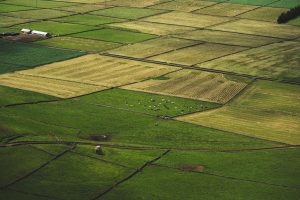 Vista aérea de campos agrícolas em diferentes tons, com vacas pastando entre as áreas cultivadas.
