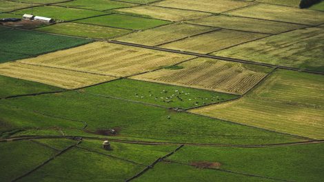 Vista aérea de campos agrícolas em diferentes tons, com vacas pastando entre as áreas cultivadas.