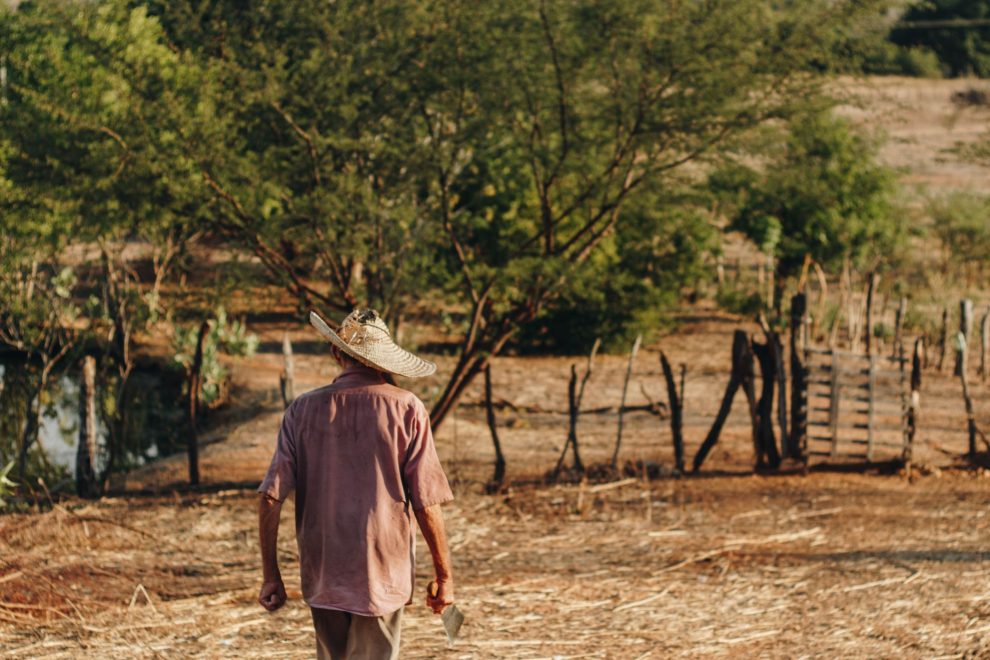 Produtor rural caminha por uma plantação seca.